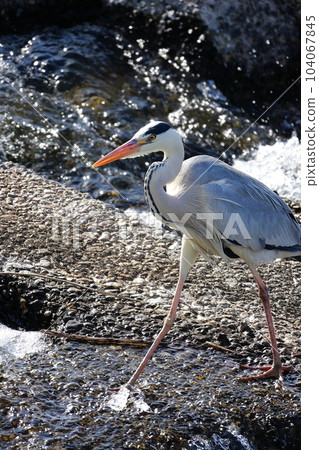 藍鷺瞄準獵物灰鷺 104067845