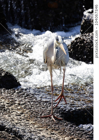 藍鷺瞄準獵物灰鷺 104067846