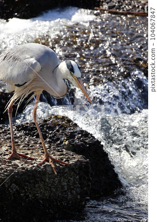 藍鷺瞄準獵物灰鷺 104067847