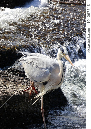 Blue heron aiming for prey Gray heron Blue heron aiming for prey Gray heron 104067848