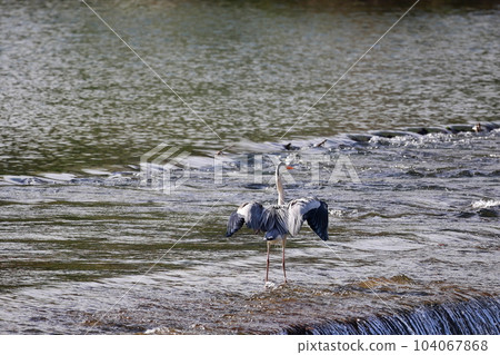 Blue heron aiming for prey Gray heron Blue heron aiming for prey Gray heron 104067868