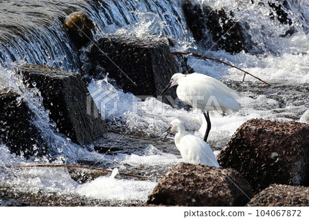 藍鷺瞄準獵物灰鷺 藍鷺瞄準獵物灰鷺 104067872