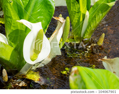 Mizubasho of Ozegahara 2 Mizubasho of Ozegahara 2 104067901