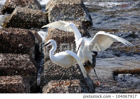 Shirasugi瞄準獵物 104067917