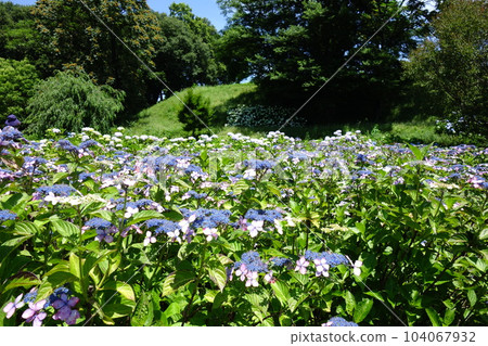 Ogikubo公園的繡球花 104067932