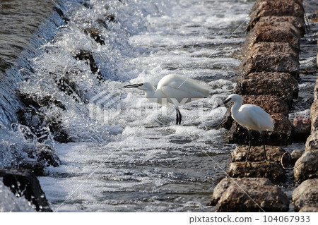Shirasugi瞄準獵物 104067933