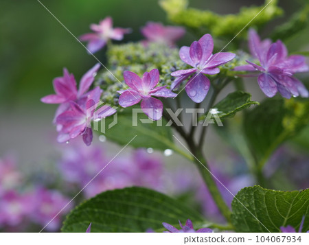 在雨中濕潤的繡球花 在雨中濕潤的繡球花 104067934