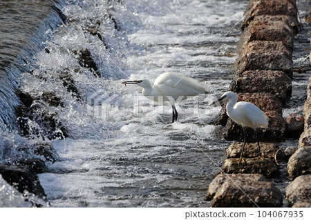 Shirasugi aiming at prey 104067935