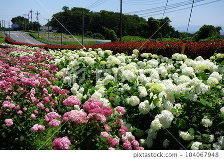 Ogikubo公園的繡球花 104067948