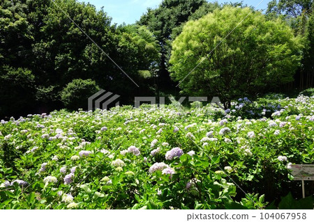 Ogikubo公園的繡球花 Ogikubo公園的繡球花 104067958
