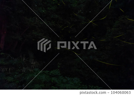 神奈川縣相模原市中央區森林中的螢火蟲 104068063