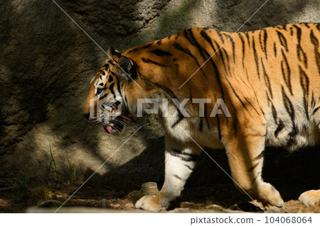 一隻行走的東北虎的外形 104068064