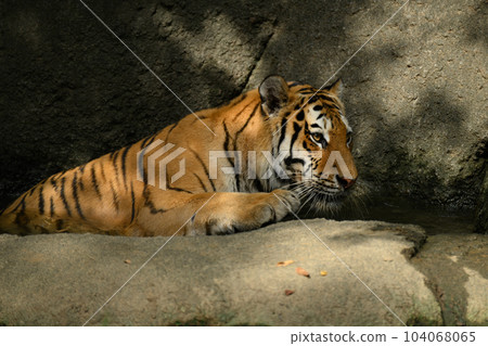 雌性東北虎沐浴降溫 104068065