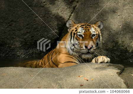 雌性東北虎沐浴降溫 104068066