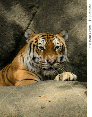 Amur tiger female cooling off in a bath 104068068