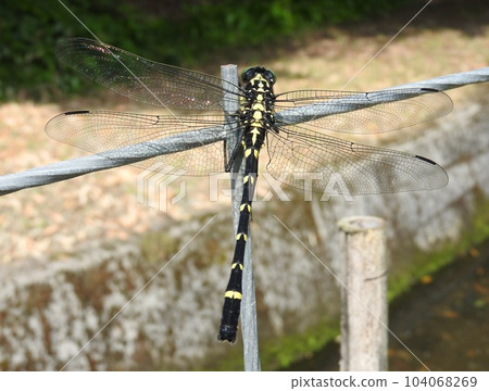Large dragonfly "Kooniyama" of the family Gomphidae Large dragonfly "Kooniyama" of the family Gomphidae 104068269