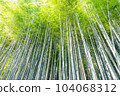 A bamboo forest with a refreshing breeze 104068312