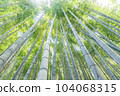 bamboo grove growing strong 104068315