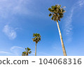 Blue sky and palm trees on Enoshima beach 104068316