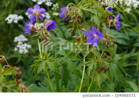 Geranium pratense or meadow geranium. 104068571