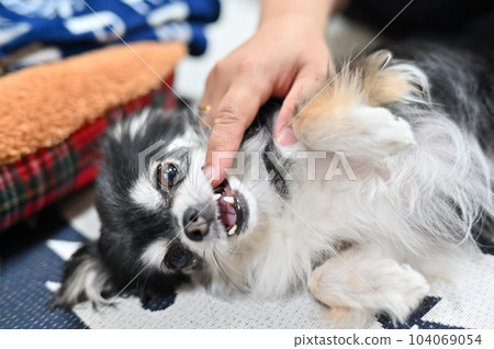 Checking the dog's teeth Chihuahua who is a little annoying after being teased by the female owner Checking the dog's teeth Chihuahua who is a little annoying after being teased by the female owner 104069054