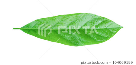 Avocado leaf isolated on white background with clipping path Avocado leaf isolated on white background with clipping path 104069199