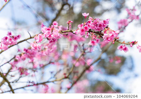 Pink Cherry Blossom or Sakura flower on nature floral background, Soft focus Pink Cherry Blossom or Sakura flower on nature floral background, Soft focus 104069204