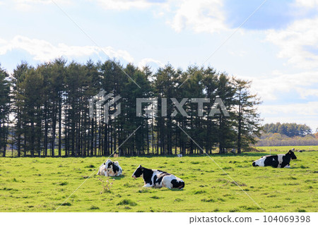 奶牛吃草放鬆“秋天的北海道” 104069398