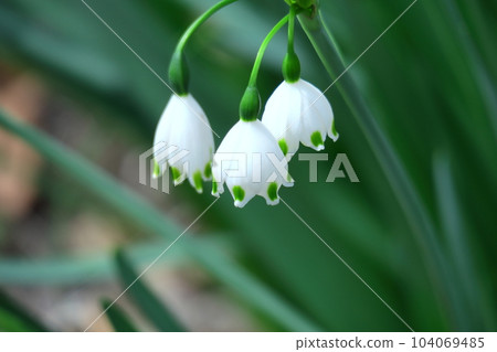 Bell-shaped white flowers bloom downward 104069485