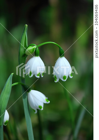 Bell-shaped white flowers bloom downward 104069486