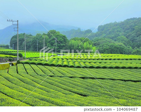 Tea plantations in a mountain village during the rainy season 104069487