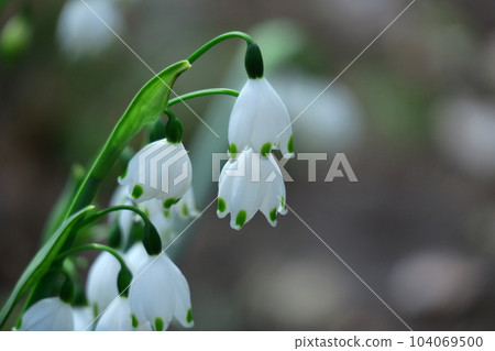 Bell-shaped white flowers bloom downward 104069500