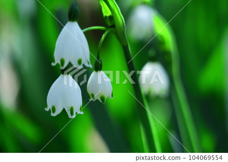 鐘形白花向下開 鐘形白花向下開 104069554