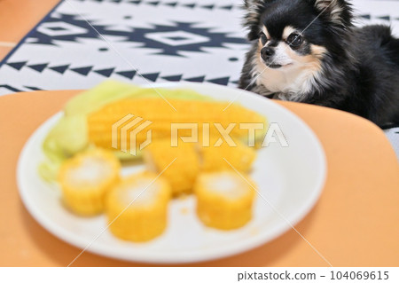Chihuahua staring at his favorite corn Chihuahua staring at his favorite corn 104069615