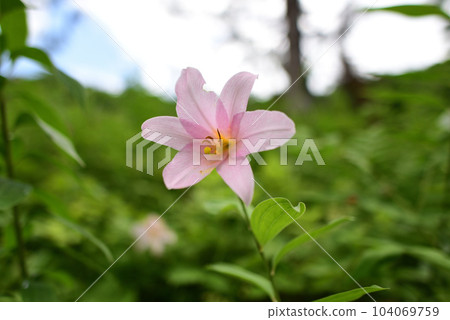 Lily Fish Lily Fish 104069759