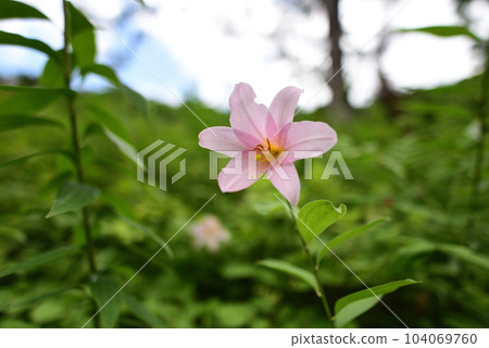 Lily Fish 104069760