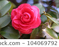 茶花 104069792