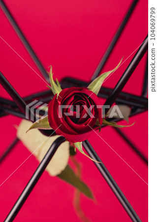 [花椅~花椅~] 紅玫瑰貝殼邊椅 104069799