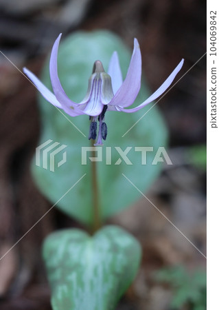 里山仙子 104069842