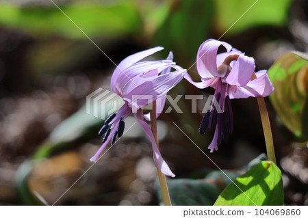Satoyama fairy 104069860