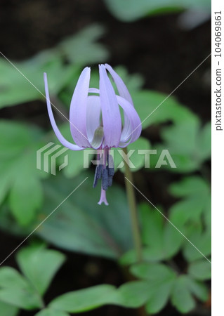 Satoyama fairy 104069861