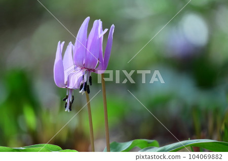 Satoyama fairy 104069882