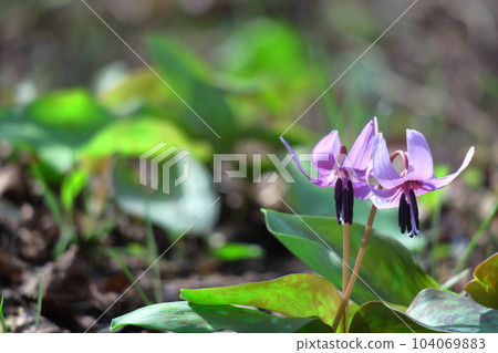 Satoyama fairy 104069883