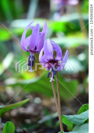Satoyama fairy 104069884