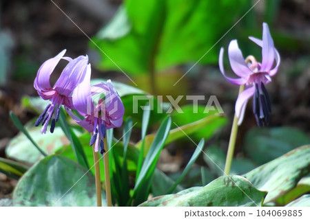 Satoyama fairy 104069885