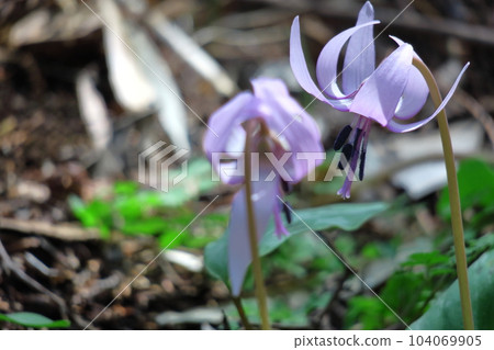 Satoyama fairy 104069905