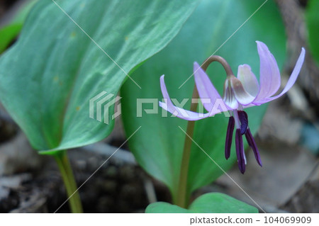 里山仙子 里山仙子 104069909