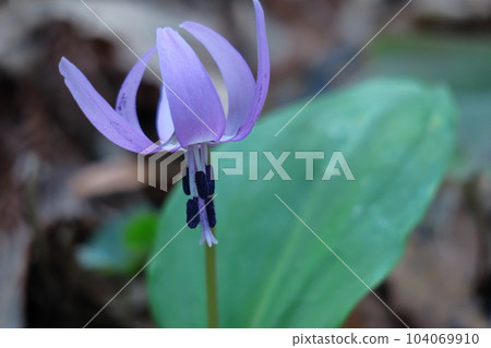 里山仙子 里山仙子 104069910