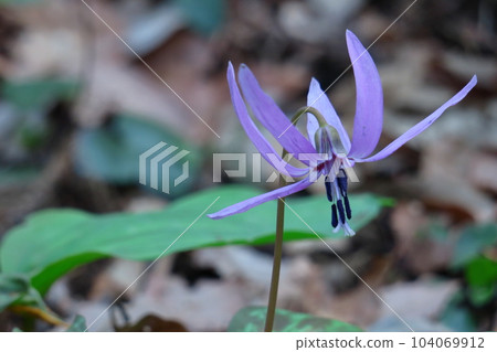 Satoyama fairy 104069912