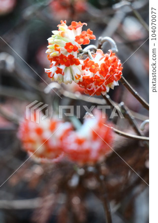 Raw materials for Japanese paper 104070077